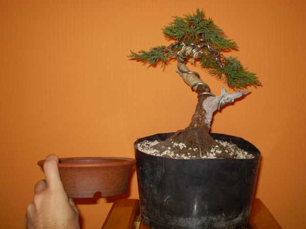 przymiarka do doniczki kupionej w czechach , przesadze dziada na wiosne