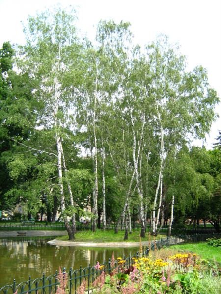 zrobione w tym roku na wakacjach - LASEK..