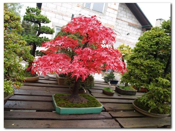 !!!do posortowania_001.jpg