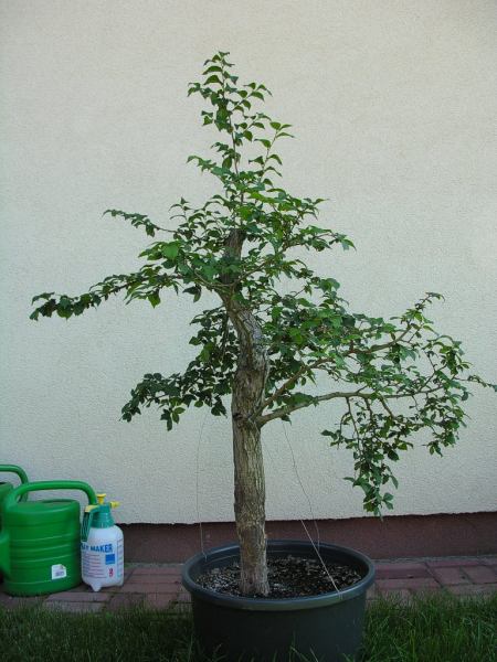 SierpieĂą 2005 - sezon pozyskania