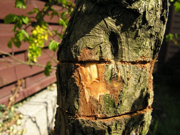 Rozpoczynamy odkÂład - zdzieranie kory - wiosna 2006