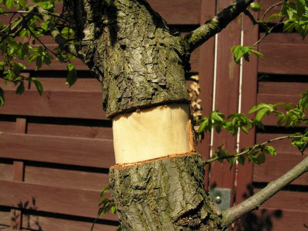 Kambium po oczyszczeniu