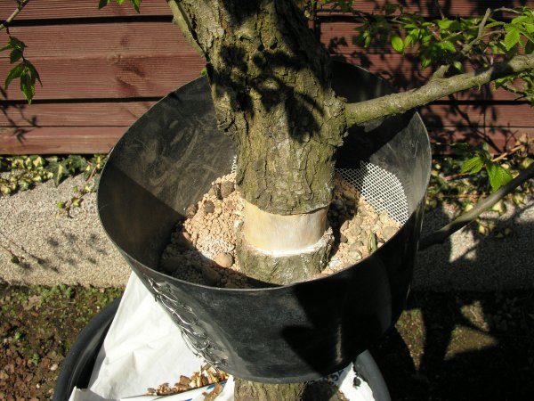 przygotowana osÂłona - na dole drenaÂż. PodÂłoze mix torfu odkwaszonego i kicidamy