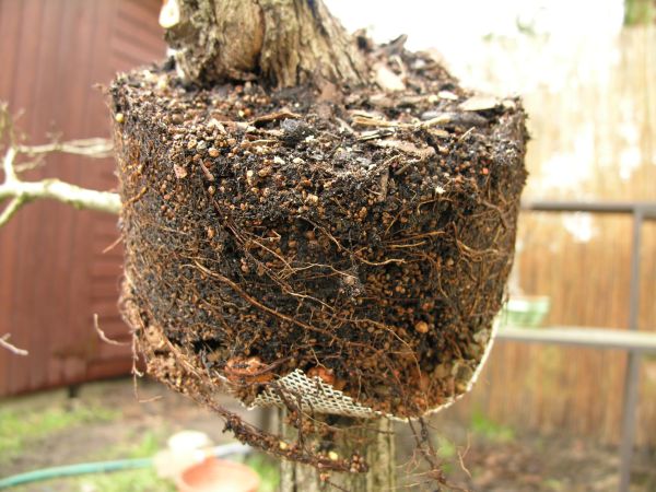 Wiosna 2007 - nowe korzenie