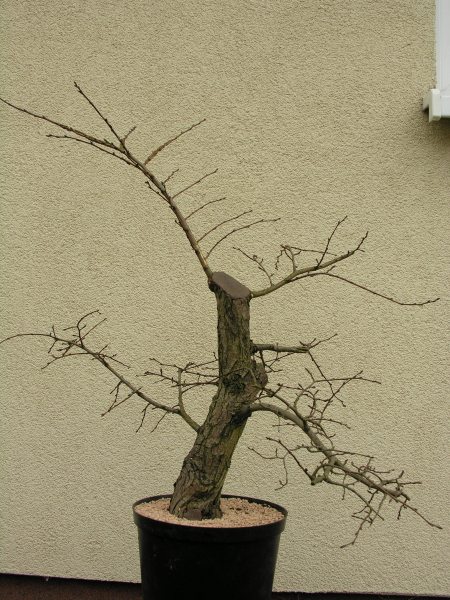 juz po odciĂŞciu w nowym pojemniku roboczym. W przyszÂłym roku spÂłycenie bryÂły korzeniowej