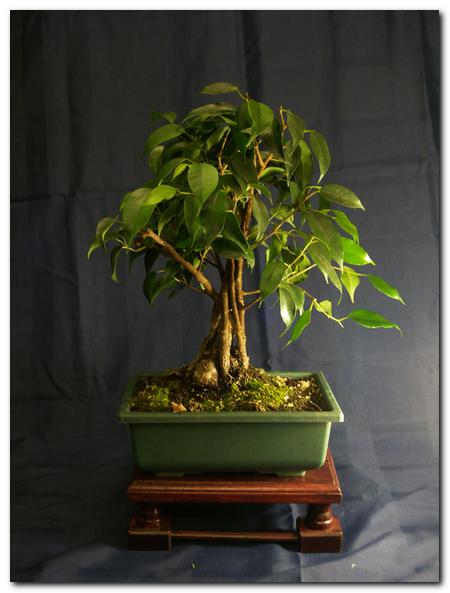 ficus benjamina 'mumia'_002.jpg