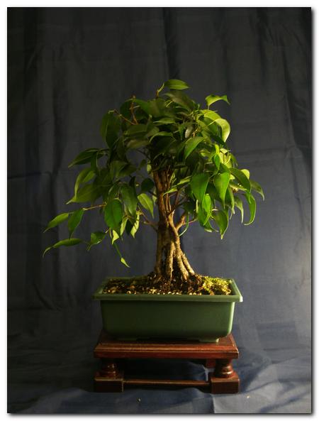 ficus benjamina 'mumia'_001.jpg