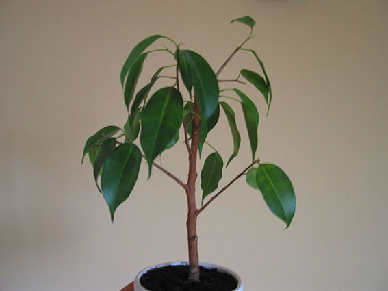 pierwsze drzewko, obciÂąÂłem tylko gĂłrĂŞ.