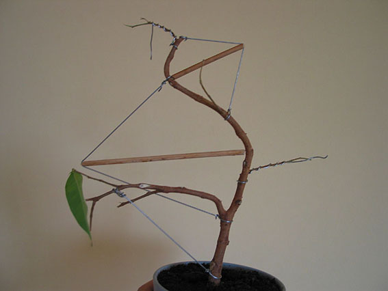 drugie drzewko, liÂście opadÂły