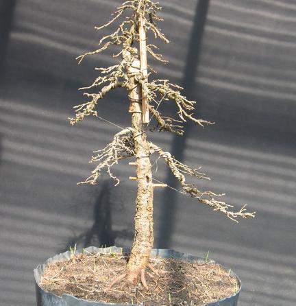 fotka robiona przez Romana Bone