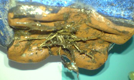 Karmona - wystajÂące korzenie