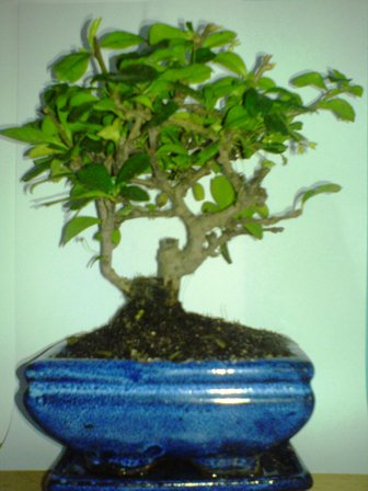 Karmona - w peÂłnej okazaÂłoÂści :)