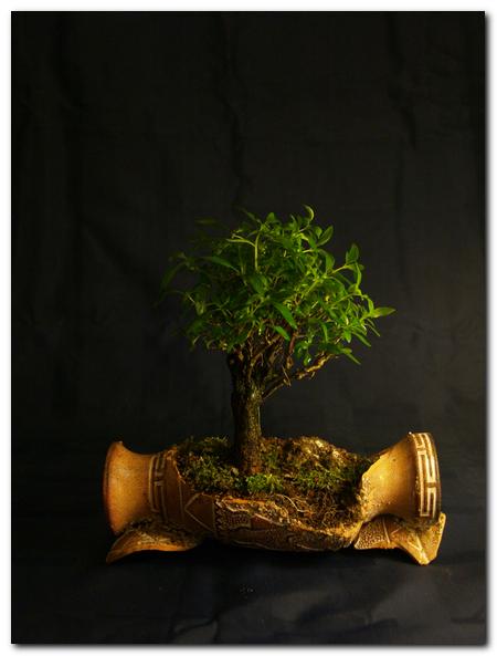 serrisa saikei_001.jpg