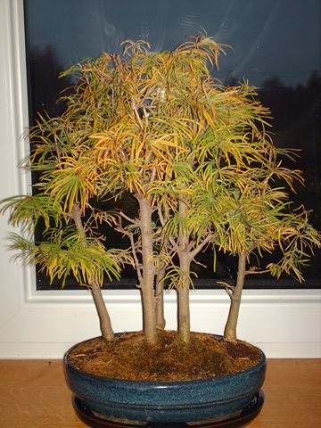 to zdjĂŞcie mojego lasku