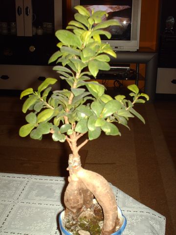 HPIM0984 [640x480].JPG