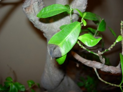 DSCN4020 (400 x 300).jpg