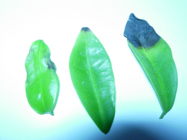 DSCN4049 (600 x 450).jpg