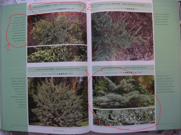 1 krĂłtki opis
<br />2 nazwa, odmiana i warunki uprawy
<br />3 zdjĂŞcie roÂśliny