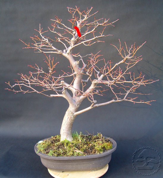 Mysle, ze do tego miejsca skroce pien.