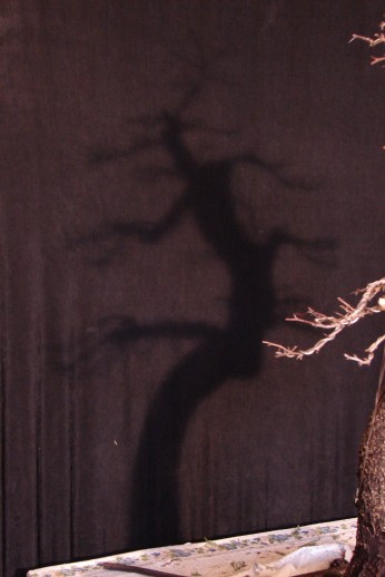 palmiarnia formowanie 103.jpg