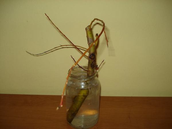 wierzba pÂłaczÂąca.JPG