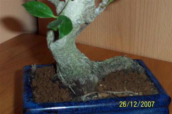 100_6135 (Custom).jpg