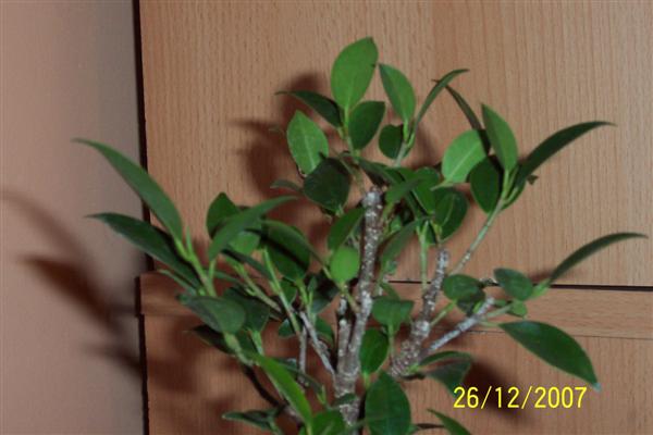 100_6134 (Custom).jpg