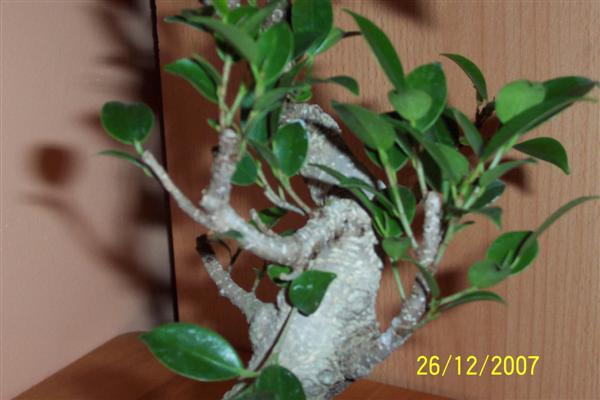 100_6131 (Custom).jpg