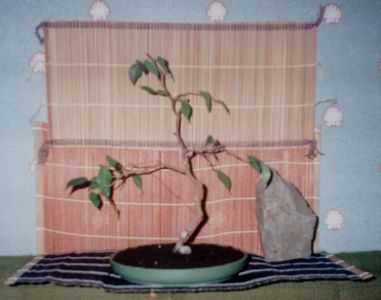 OOO znalazÂłem jeszcze fikusa (rok 1998??). Sadzoneczka pochodzila z wiekszej wersji fikusa ktora mi padla przez doswiadczenia prowadzone na nim. Najlepsze ze n/w roslina nadal zyje i jest ok 10x grubsza i ma sie dobrze czeka na swoja kolej :D