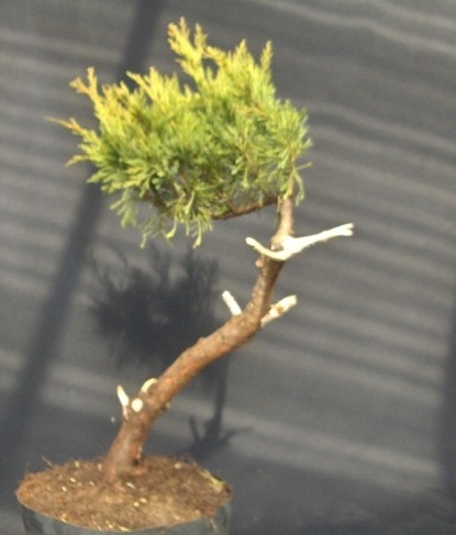 wstĂŞpna obrĂłbka