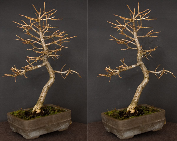 Nowy front i wirt po usuniĂŞciu gaÂłĂŞzi