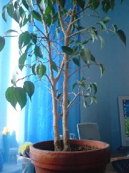 Ficus Natasha 3.JPG