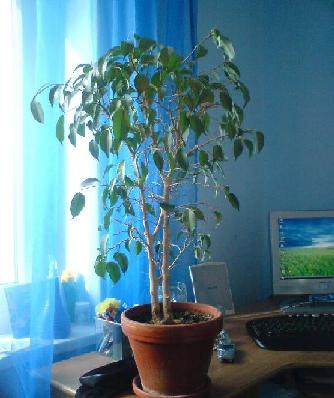 Ficus Natasha.JPG