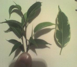 MaÂła gaÂłÂązka, listki ok 1cm.