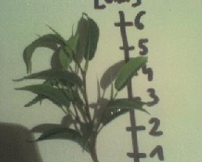 PorĂłwnanie z liÂściem "starlight'a" widaĂŚ ,Âże kilka razy mniejsze.