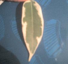 Jak go rozmnoÂżyĂŚ ?