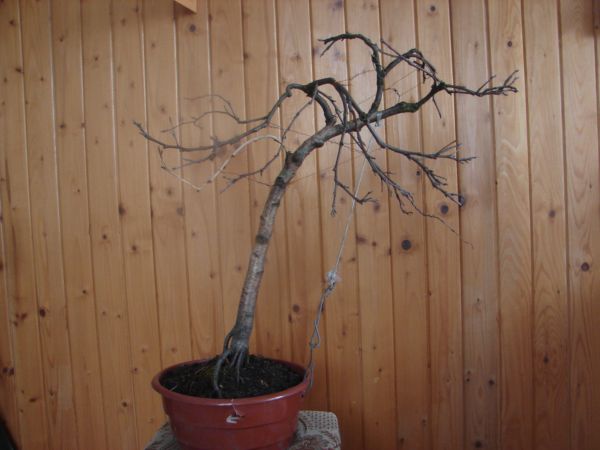 bonsai 005.jpg