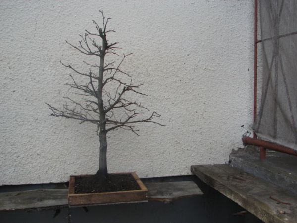 bonsai 016.jpg