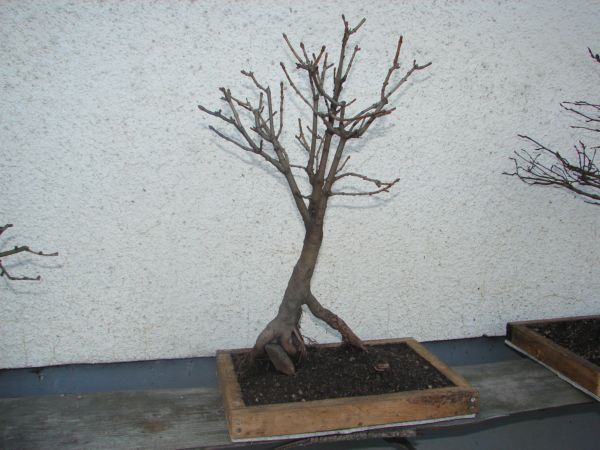 bonsai 033.jpg