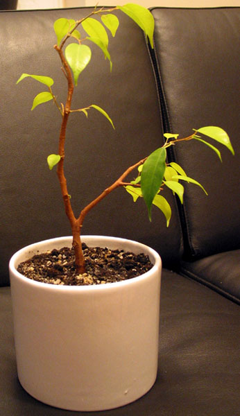 Drugie drzewko, maÂło okazaÂłe pĂłki co :)