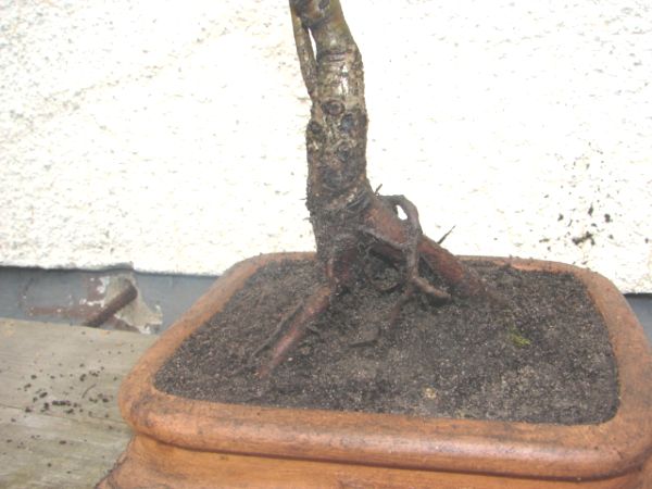 bonsai 019.jpg
