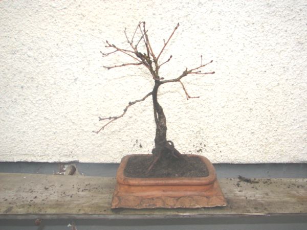 bonsai 018.jpg