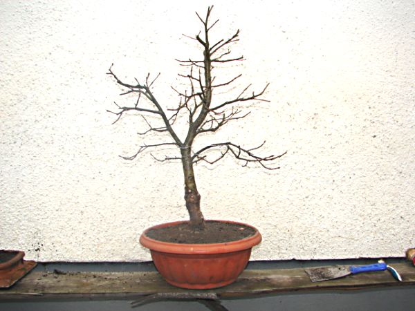 bonsai 014.jpg