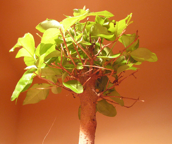 PeÂłno pustych Âłodyg