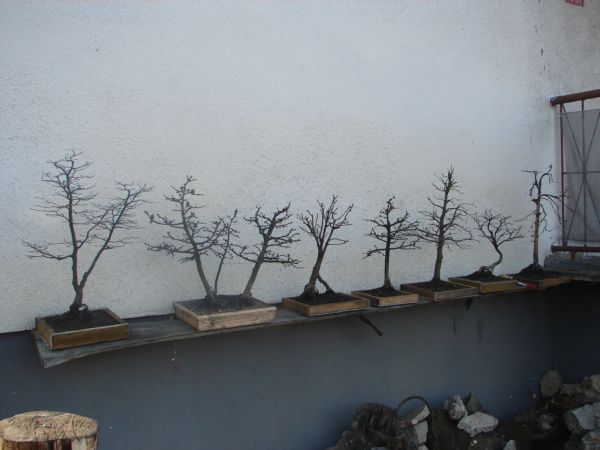 bonsai 027.jpg
