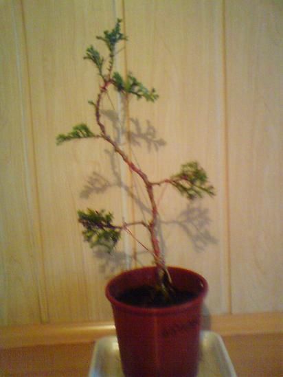 Po pierwszym formowaniu