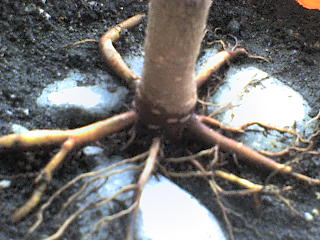 Korzenie na kamieniach