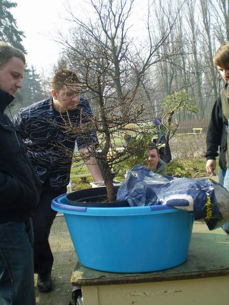 Modrzew - Bartka Warwasa