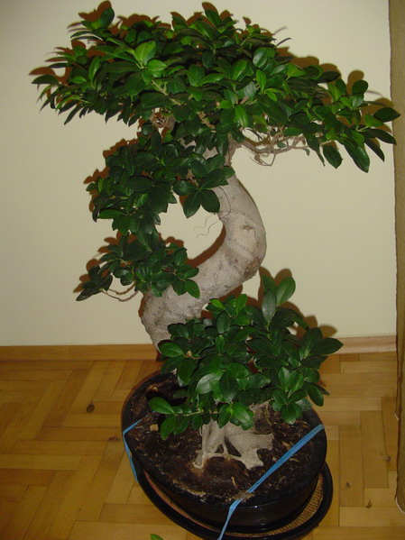 bonsai.jpg