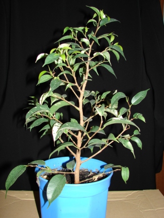 Ficus3.JPG
